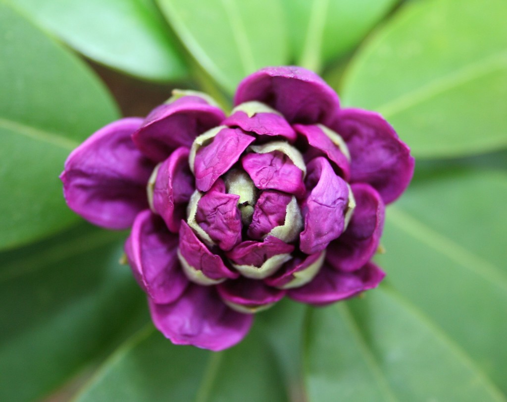 Learn how to use perennials like rhododendron to create continuous color in your garden.