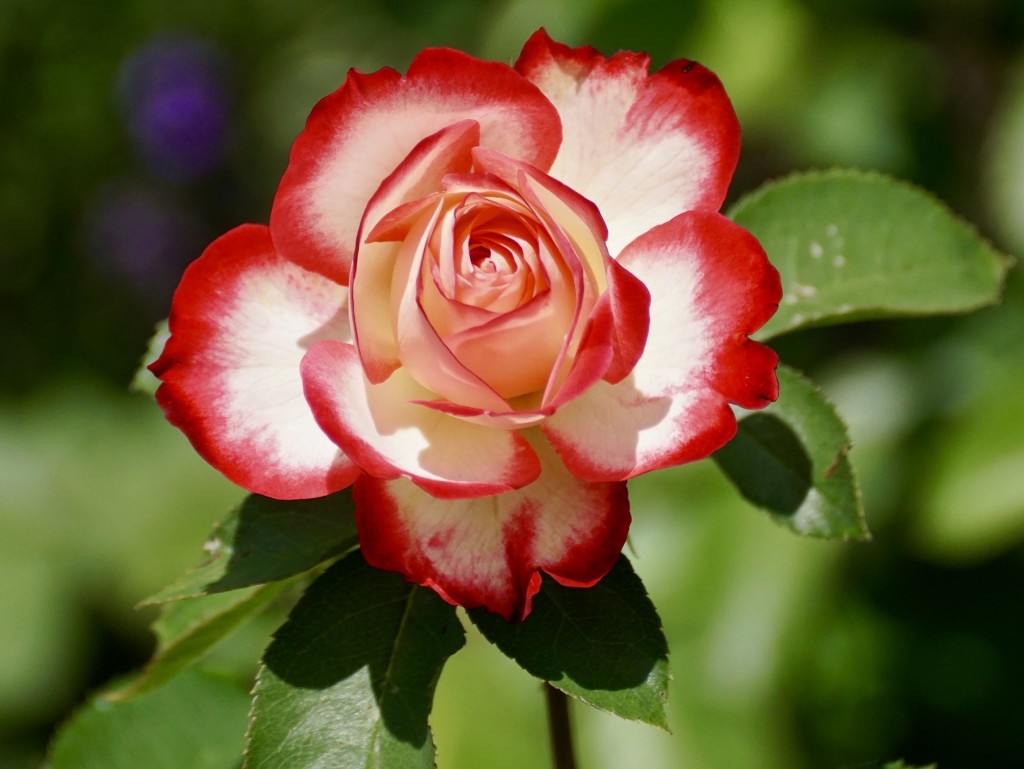 To stop and smell the roses, you must grow them first. Learn about rose care and maintenance with an expert from Petitti Garden Centers on Tuesday, March 12, at Mentor Public Library's Main Branch.