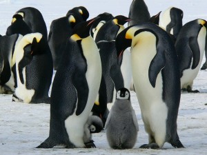 Kids are invited to the penguin program on Saturday, Jan. 18, at Mentor Public Library.