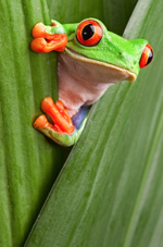 Image of a frog
