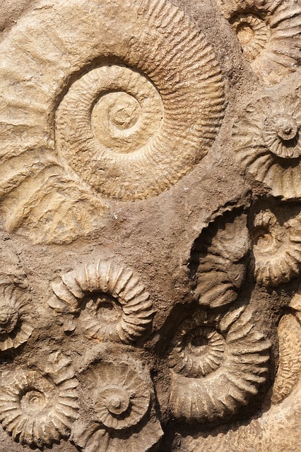Dig into some fossil fun with us on Monday, May 3.